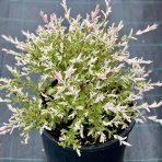Vŕba japonská (Salix integra) ´HAKURO NISHIKI´ - výška 40-60 cm, kont. C15L
